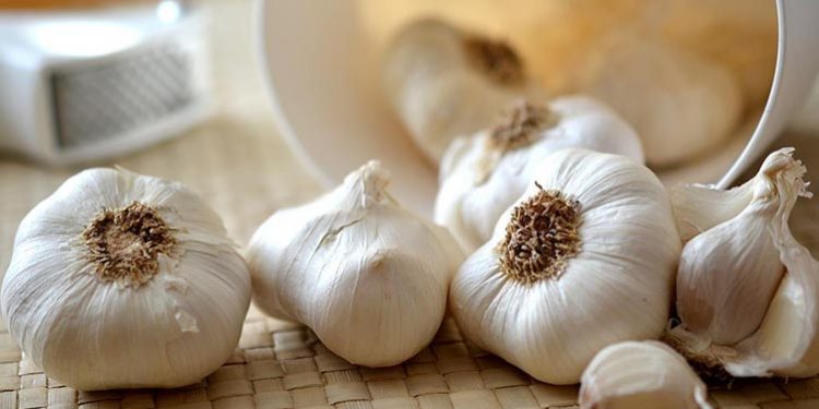 Si i kundërvihet hudhra gjendjes gripale dhe ftohjes? Specifikat kryesore se si ky “antibiotik” natyral vepron