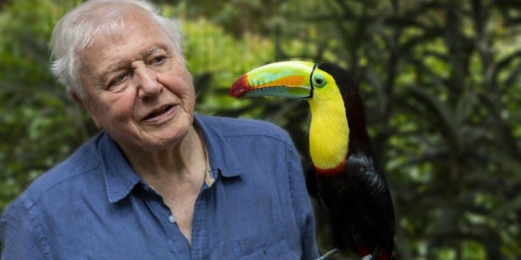 Legjendari i BBC, gazetari Sir David Attenborough: Ju zbulova botën. Tani shpëtojeni atë!