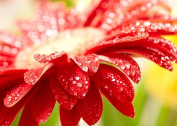 Albert Vataj: “Dita e Verës” dita e përtëritjes së natyrës dhe shëndetit, ndjenjave dhe pasioneve