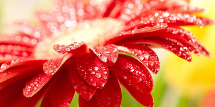 Albert Vataj: “Dita e Verës” dita e përtëritjes së natyrës dhe shëndetit, ndjenjave dhe pasioneve