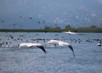 Noton në solemnitetin e kësaj epje Liqeni i Shkodrës, i stolisun me petkat blu të syve dehës