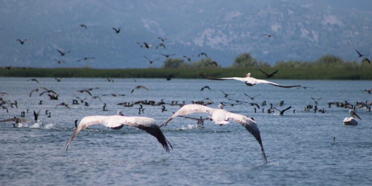 Noton në solemnitetin e kësaj epje Liqeni i Shkodrës, i stolisun me petkat blu të syve dehës