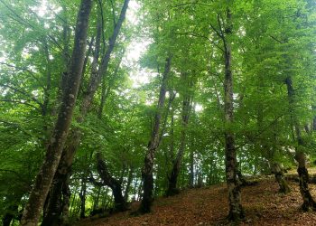 Poetika e nji përjetimi, shpirtje vezullimi qi drittet gjelbrimit harbueshëm, n’nji prehje natyre, n’Razëm