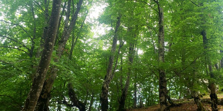 Poetika e nji përjetimi, shpirtje vezullimi qi drittet gjelbrimit harbueshëm, n’nji prehje natyre, n’Razëm