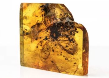 Lulja 40 milionë vjeçare e varrosur në qelibar, është lulja më e madhe e fosilizuar e gjetur ndonjëherë