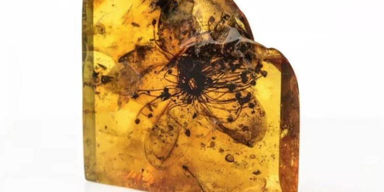 Lulja 40 milionë vjeçare e varrosur në qelibar, është lulja më e madhe e fosilizuar e gjetur ndonjëherë