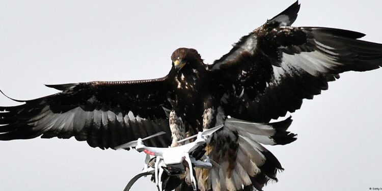 Shqiponjat e stërvitura, për të mbrojtur zonat e kufizuara nga dronët e paautorizuar