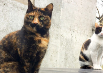 Albert Vataj: Macja, ajo që ka sjellë në jetën e njeriut kuptimin e shpirtit