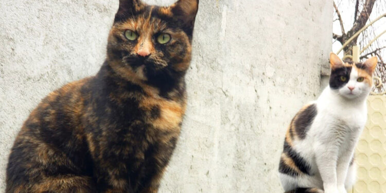 Albert Vataj: Macja, ajo që ka sjellë në jetën e njeriut kuptimin e shpirtit