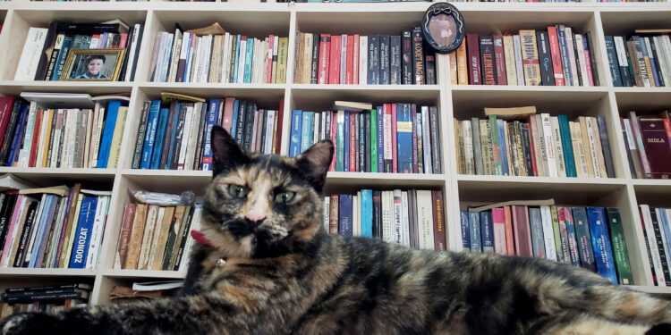 Albert Vataj: “Luna”, magjepsja e syve që grishin dhe ledhatimeve që magjepsin