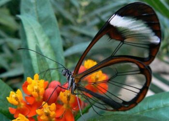 Glasswing, e njohur ndryshe si flutura e qelqtë, për krahët e saj unikë transparentë