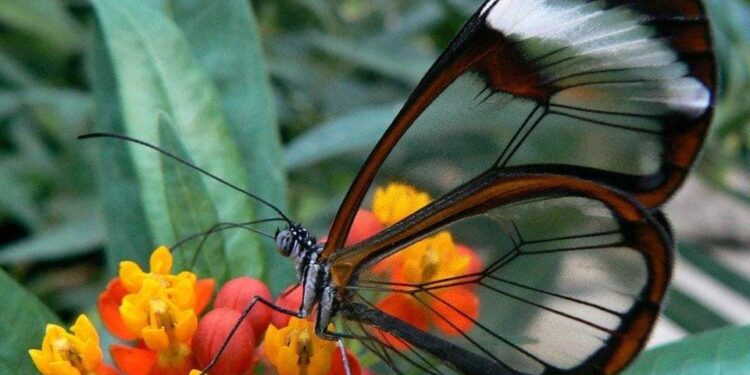 Glasswing, e njohur ndryshe si flutura e qelqtë, për krahët e saj unikë transparentë