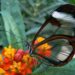 Glasswing, e njohur ndryshe si flutura e qelqtë, për krahët e saj unikë transparentë