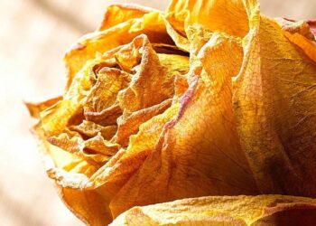Ardhun, kah andje aromash kallun n’dehje/ Me hirin tand prej egjëlli, bardhue dritimit
