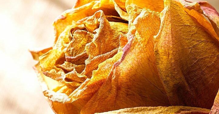 Ardhun, kah andje aromash kallun n’dehje/ Me hirin tand prej egjëlli, bardhue dritimit