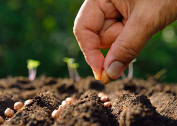 Për të mbretëruar, “Dua ta mbillni këtë farë, të kujdeseni dhe pas një viti të më sillni bimën”