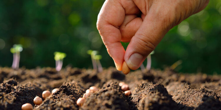 Për të mbretëruar, “Dua ta mbillni këtë farë, të kujdeseni dhe pas një viti të më sillni bimën”