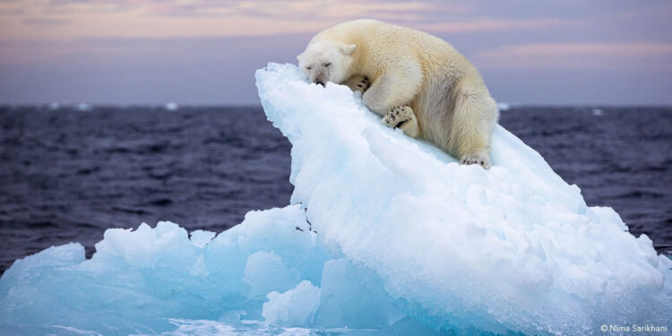 Fotografi i vitit 2024 i jetës së egër, amatori londinez Nima Sarikhani, sjell mesazhin e një bote në rrezik
