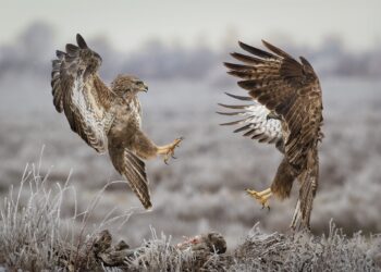 “Kërcimi i hutave” i jep trofeun shkodranit, Jetmir Troshani në “Orvieto Fotografia 2024”, Itali