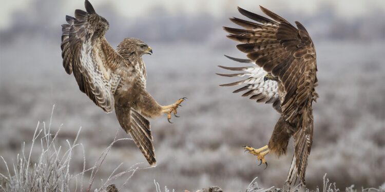 “Kërcimi i hutave” i jep trofeun shkodranit, Jetmir Troshani në “Orvieto Fotografia 2024”, Itali