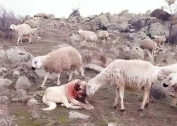 Mirënjohja emblematike në botën e kafshëve