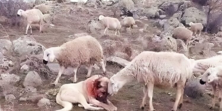 Mirënjohja emblematike në botën e kafshëve