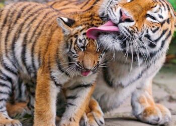 Nënat janë nëna misionare edhe në botën e kafshëve