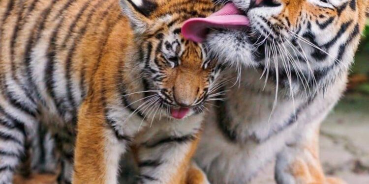 Nënat janë nëna misionare edhe në botën e kafshëve