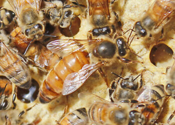 Bleta: midis poliandrisë, vrasjes për pushtet dhe flijimit dashuror