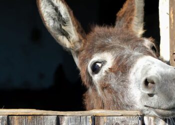 Gomari, kafsha e përulur dhe kokfortë që jetoi me njeriun duke i shërbyer atij prej 5 mijë vitesh