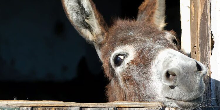 Gomari, kafsha e përulur dhe kokfortë që jetoi me njeriun duke i shërbyer atij prej 5 mijë vitesh