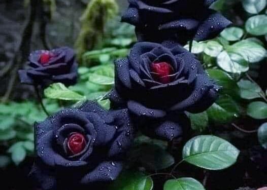 Trëndafili i zi, një bukuri e sofistikuar e magjisë së natyrës