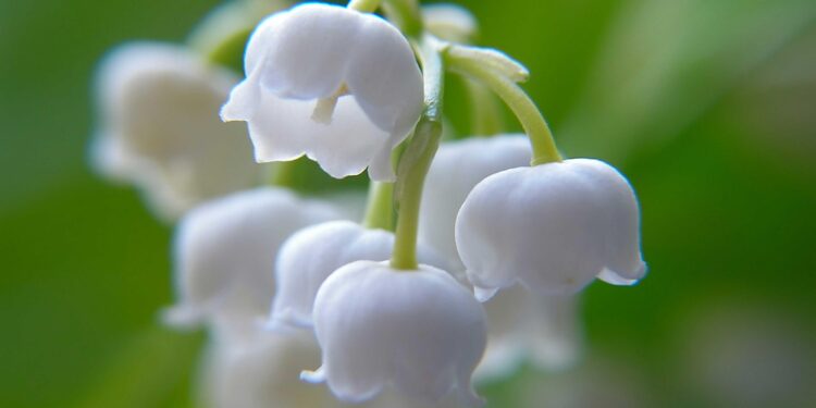 Mitet dhe legjendat e Zambakut të luginës, lules së këmborava të bardha aromëdehëse