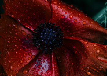 Lulekuqet, simbol i sakrificës dhe kujtimeve, magjepsja e kuqëlimit prej gjaku