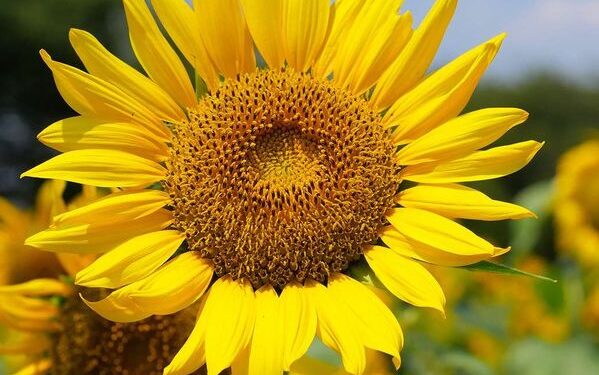 Luledielli nuk është thjeshtë një lule, është lëndinë lulesh brenda një luledielli!