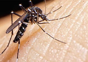 Mushkonjat, çfarë i tërheq ata më shumë dhe si të mbrohemi pickimeve të tyre?