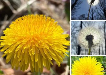 Luleradhiqja, një shpërblim buja i natyrës