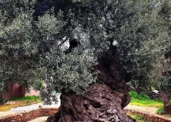 Ulliri i Vouves në ishullin e Kretës në Greqi, me moshën më të vjetër në botë,