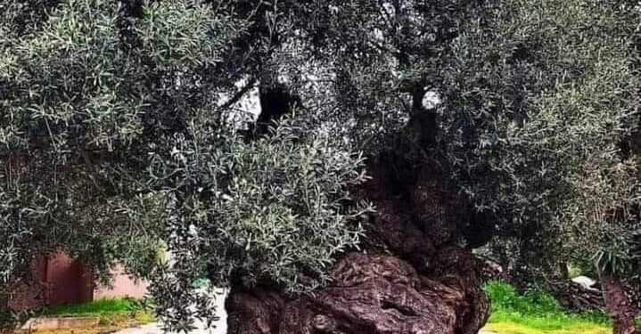 Ulliri i Vouves në ishullin e Kretës në Greqi, me moshën më të vjetër në botë,