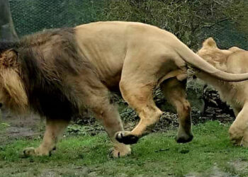 Si reagon luanesha ndaj luanit jo të interesuar për seks?