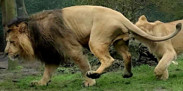 Si reagon luanesha ndaj luanit jo të interesuar për seks?