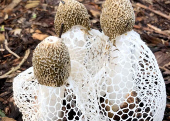 Phallus indusiatus, kërpurdhë i ngjan një zonje të turpshme