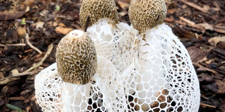 Phallus indusiatus, kërpurdhë i ngjan një zonje të turpshme