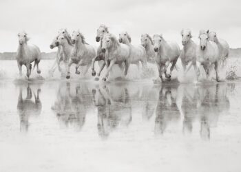 Drew Doggett, fotografi i ”Shpirtrat e pazbutur…”, ai që i solli në libër racat e jashtëzakonshme të kuajve