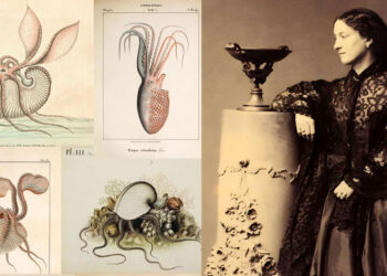 Rrobaqepësi që zgjidhi misterin e lashtë të argonautas dhe hodhi bazat për studimin e inteligjencës së oktapodit