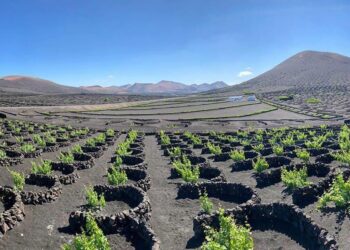 Parajsa e vreshtave të rrushit, strukur në ferrin e tokës vullkanike