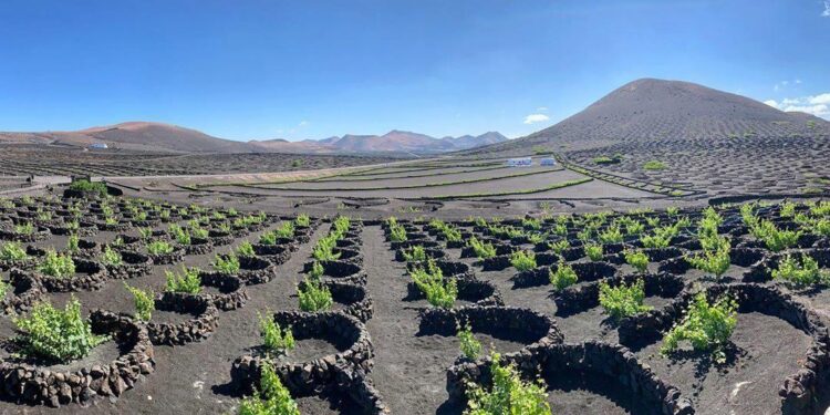 Parajsa e vreshtave të rrushit, strukur në ferrin e tokës vullkanike