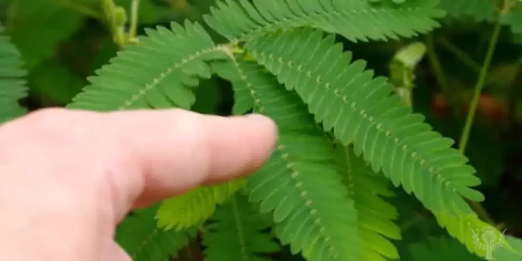 Mimoza e dëlirë ose lulja “e turpshme”, kjo magjepsje e natyrës