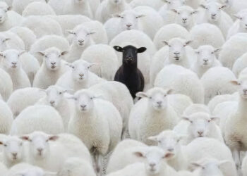 “Delja e zezë” është pjesë e tufës, por nuk është si ajo