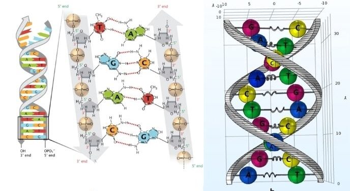 “Efekti i Fantazmës së ADN-së”, kur qënia jonë krijon muzikë, përplasja e shkenctarëve dhe skeptikëve